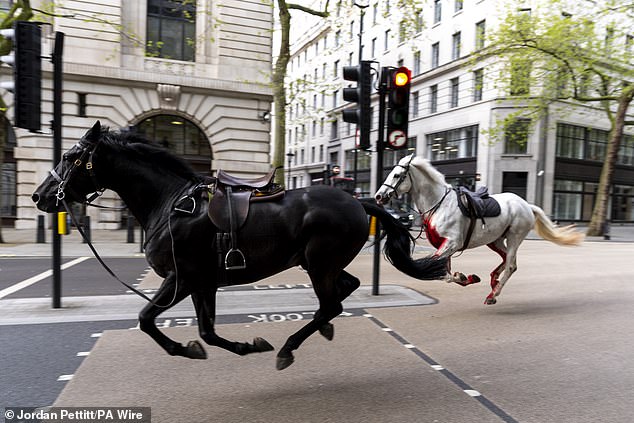 Two of five rampaging Household Cavalry horses are in ‘serious condition but still alive’ – as it emerges white runaway called ‘Vida’ has history of being spooked and ‘kicked soldier in head during King’s coronation’