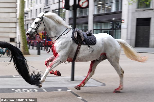 Escaped Household Cavalry horses rampage through London: Five animals including one covered in blood run loose after throwing off riders during exercise – smashing into cars and a bus and leaving one soldier lying injured on floor