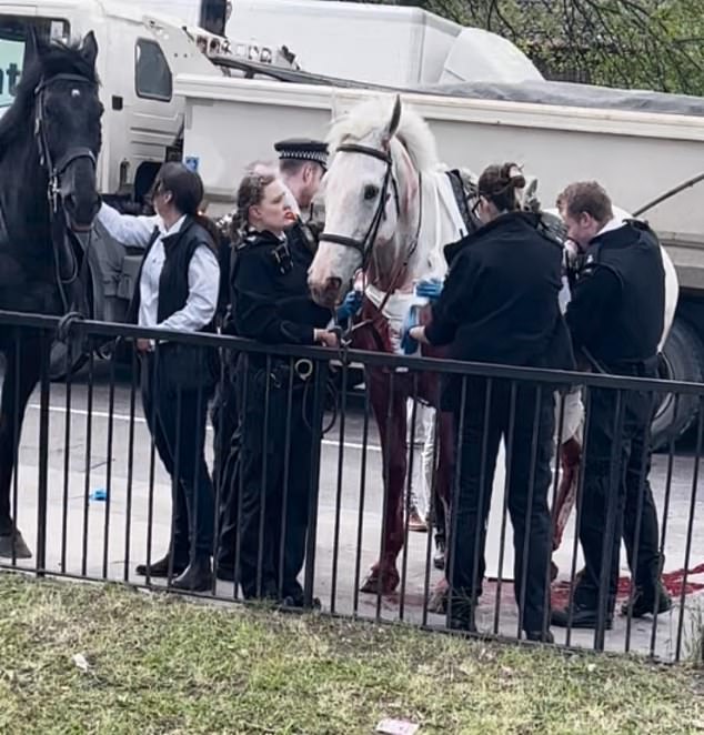 Moment escaped Household Cavalry horse ‘spooked by builders’ is finally captured: Bleeding animal with badly injured leg is loaded into horsebox after six-mile rampage through London that left four people in hospital