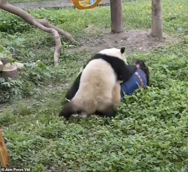 Shocking moment PANDAS attack zookeeper in front of screaming onlookers at Chinese zoo: Victim is knocked to the ground and gnawed on until colleague races in to rescue her