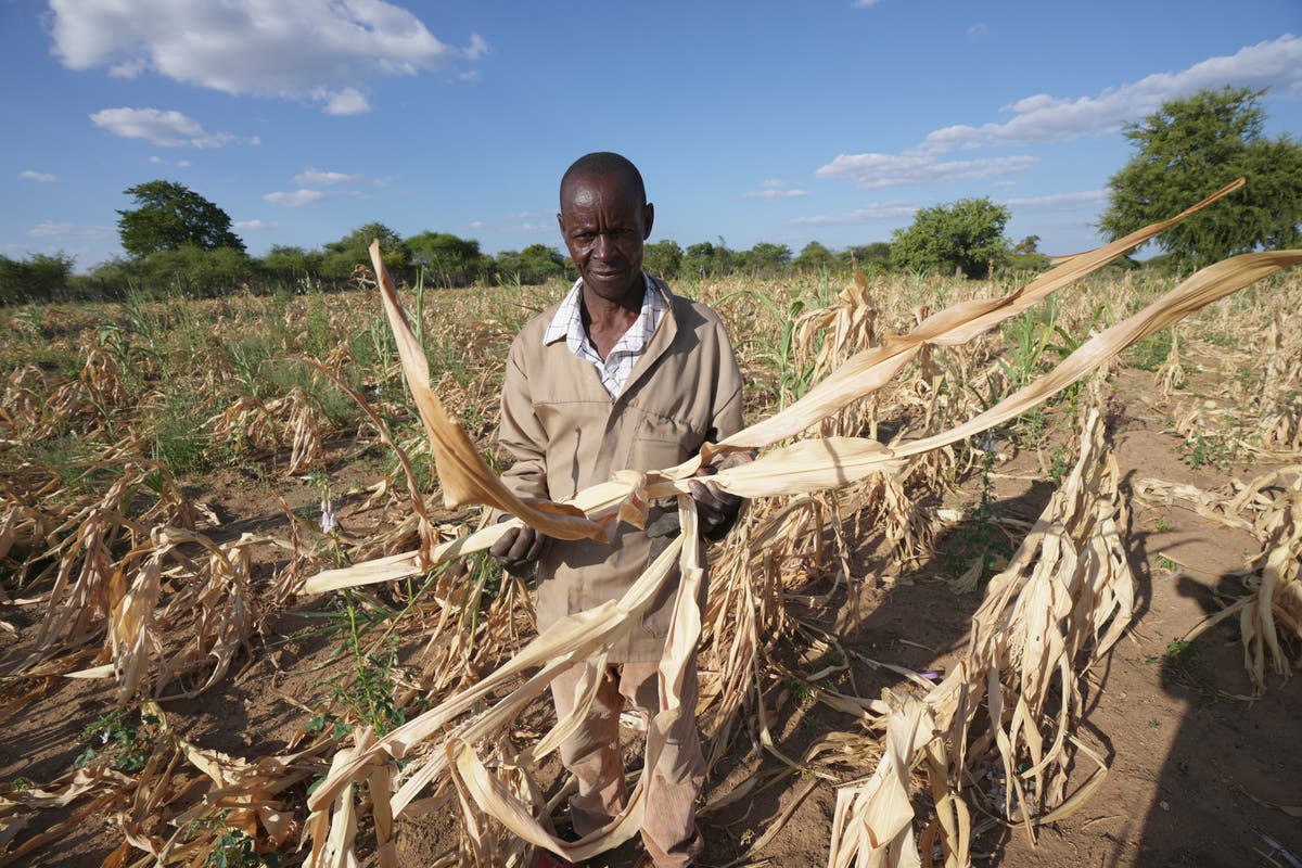 Rewind. Fast forward. African farmers are looking everywhere to navigate climate change
