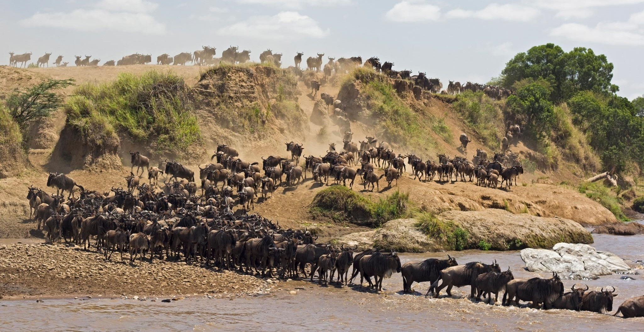 5 Things You Never “Gnu” About The Great Wildebeest Migration