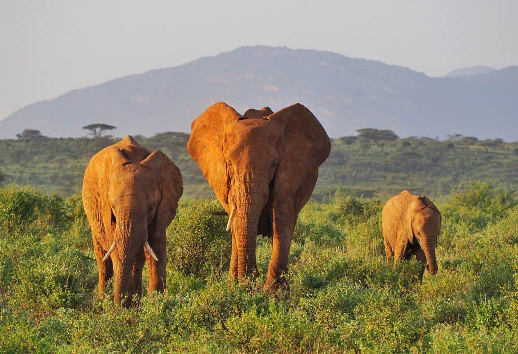 A Guide to Samburu National Reserve in Kenya – Helen in Wonderlust