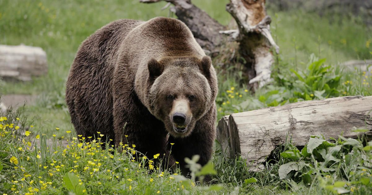 Grizzly bears to be restored to Washington’s North Cascades, where “direct killing by humans” largely wiped out population