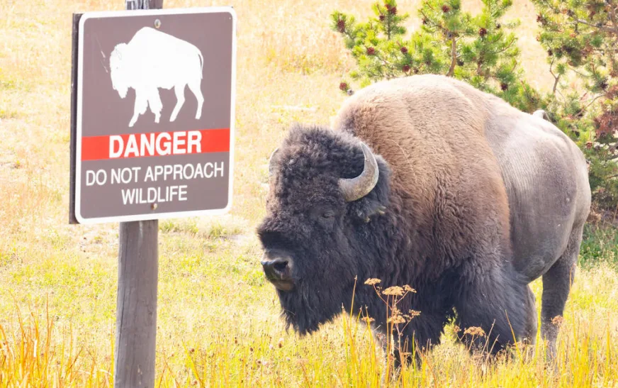 1. Man accused of kicking bison at Yellowstone National Park is injured by animal and then arrested on alcohol charge