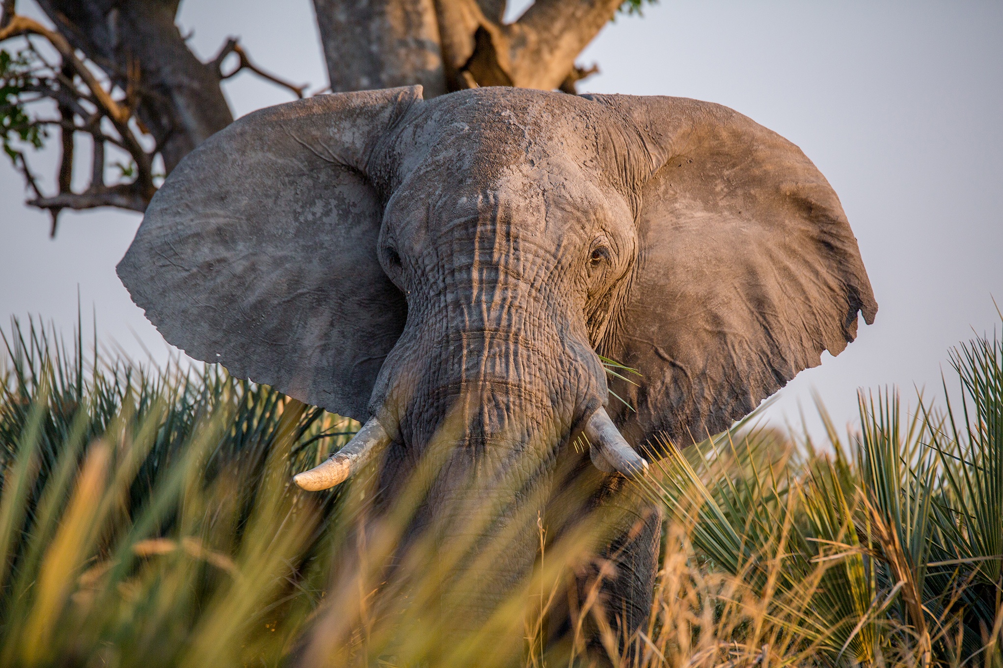 Conservation in Botswana: Leaving a Legacy